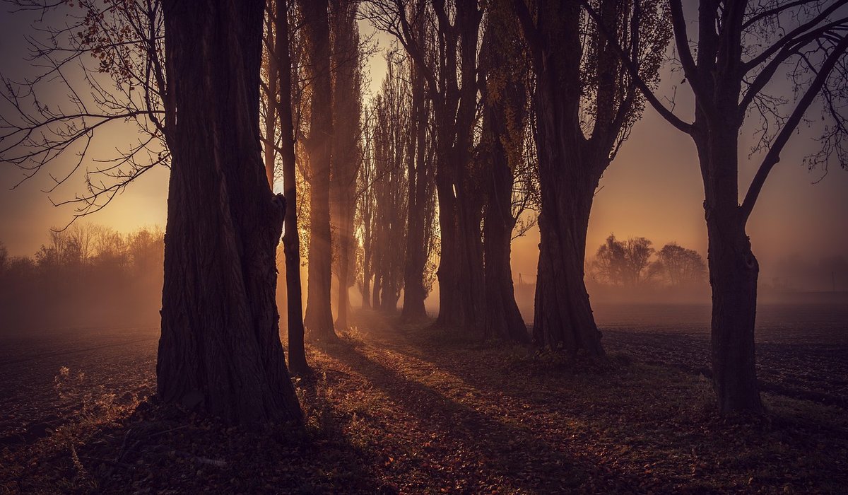 Seeking Aspen