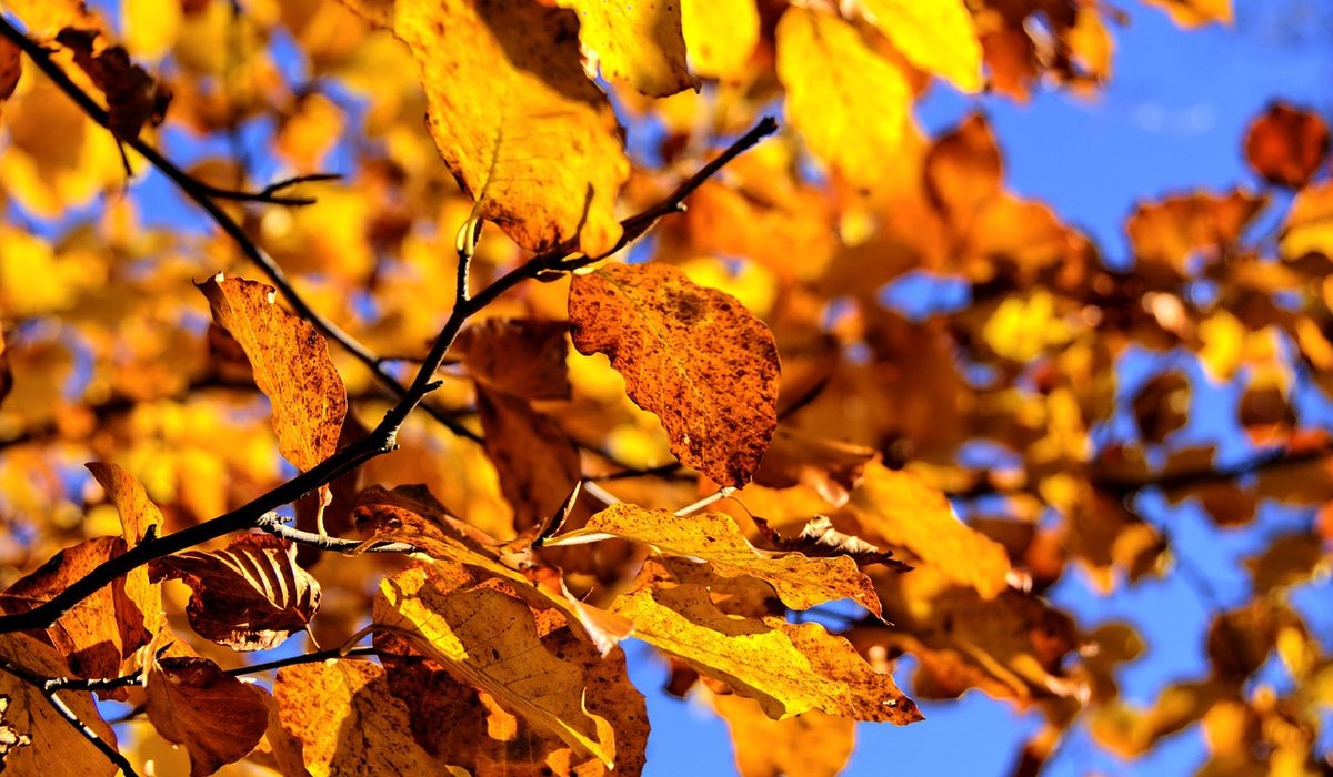 Seeking Aspen
