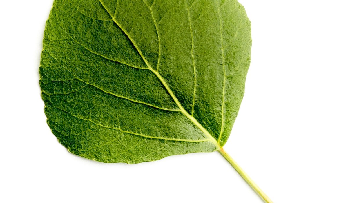 Seeking Aspen