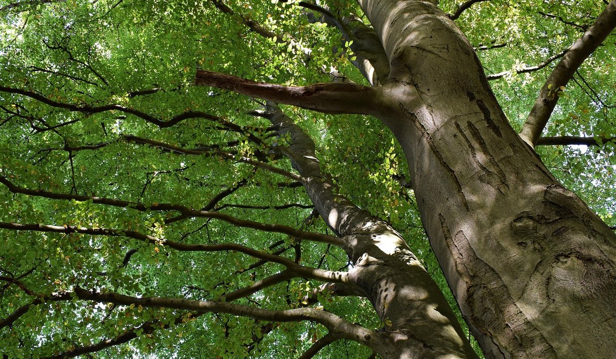 Seeking Aspen