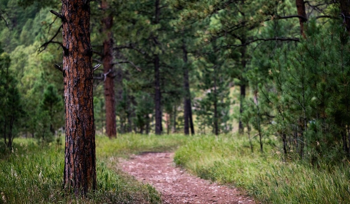 Seeking Aspen