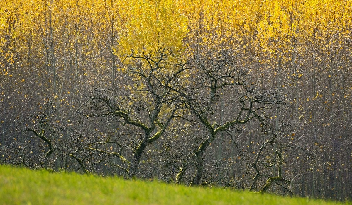 Seeking Aspen