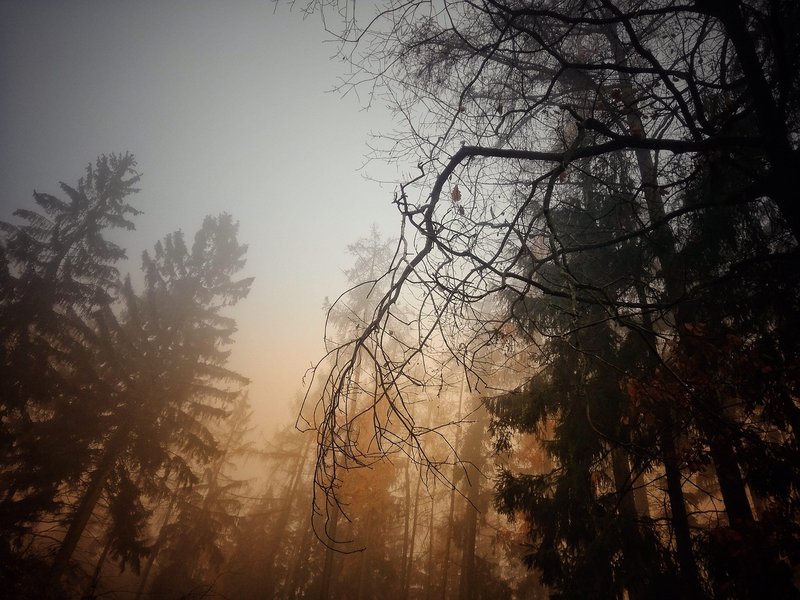 Seeking Aspen