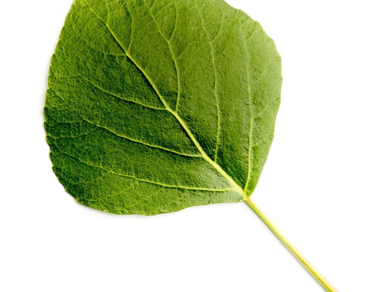 Seeking Aspen