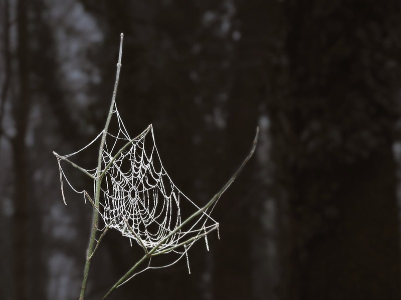 Seeking Aspen