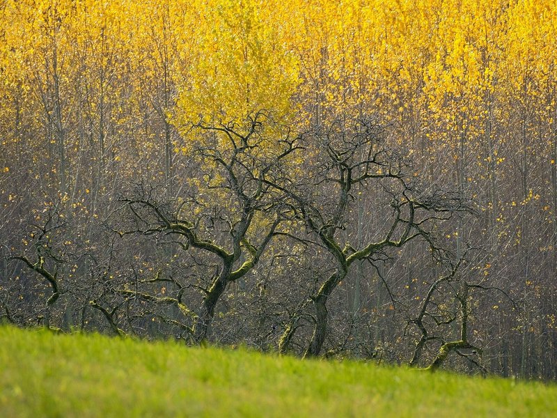 Seeking Aspen