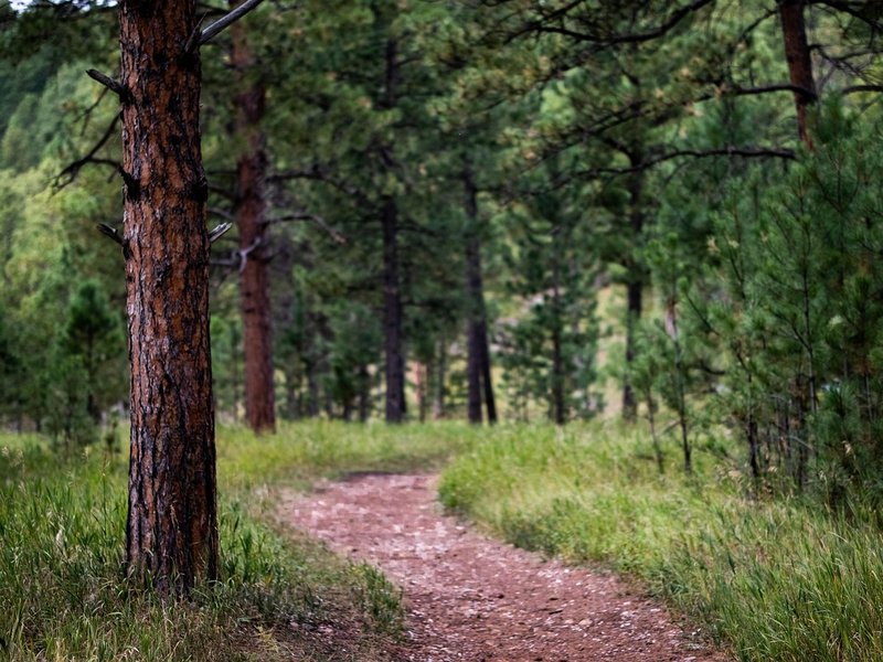 Seeking Aspen