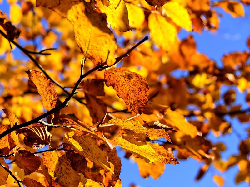 Seeking Aspen