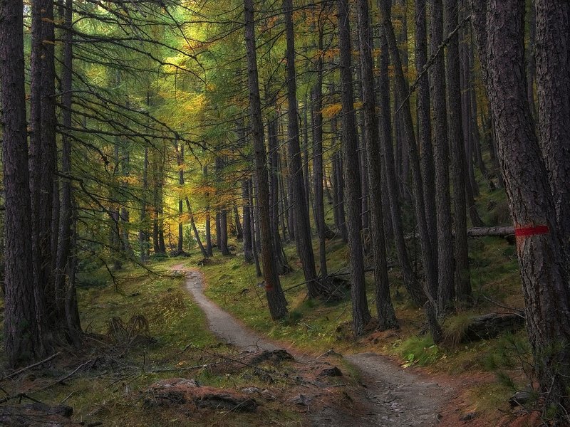 Seeking Aspen
